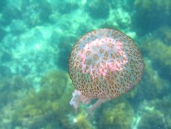 Pelagia noctiluca in the Mediterranean sea - Canon Powers... by Ferdinando Meli 